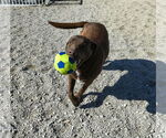 Small #1 Chocolate Labrador retriever Mix