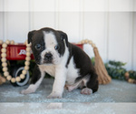 Small Photo #19 Victorian Bulldog Puppy For Sale in MILLERSBURG, IN, USA