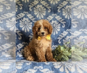 Poodle (Toy) Puppy for sale in HOLTWOOD, PA, USA