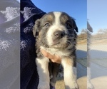 Small Photo #7 Australian Shepherd Puppy For Sale in LUBBOCK, TX, USA