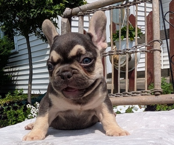 Medium Photo #47 French Bulldog Puppy For Sale in GOSHEN, IN, USA