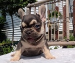 Small Photo #47 French Bulldog Puppy For Sale in GOSHEN, IN, USA