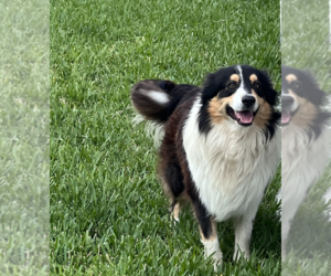 Australian Shepherd Puppy for sale in MCALLEN, TX, USA