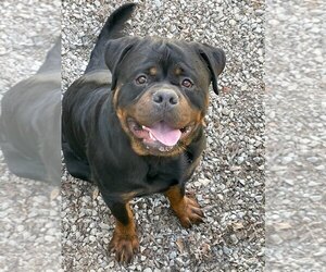 Father of the Rottweiler puppies born on 02/22/2022