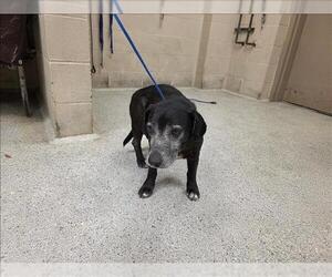 Beagle-Unknown Mix Dogs for adoption in Conroe, TX, USA