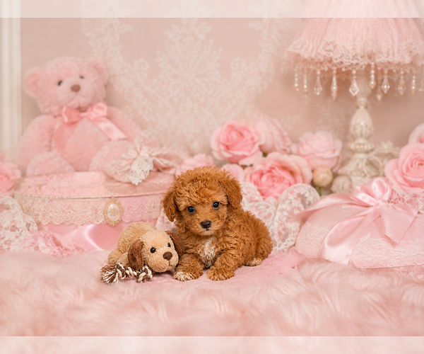 Medium Photo #5 Poodle (Toy) Puppy For Sale in MIAMI, FL, USA