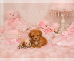Small #4 Poodle (Toy)