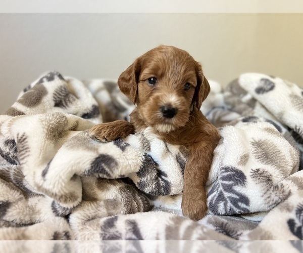 Medium Photo #2 Goldendoodle (Miniature) Puppy For Sale in MANTECA, CA, USA