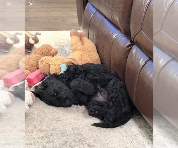 Medium Photo #8 Poodle (Standard) Puppy For Sale in CICERO, IN, USA