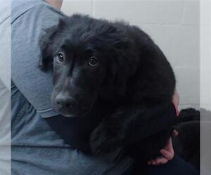 Mutt Dogs for adoption in Pasadena, TX, USA