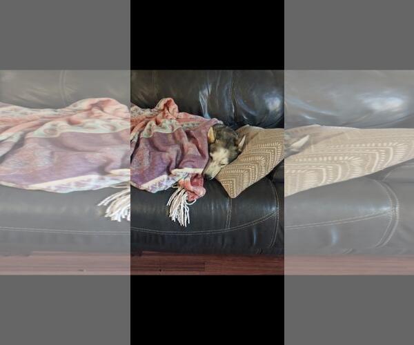 Medium Photo #2 Siberian Husky-Unknown Mix Puppy For Sale in Incline Village, NV, USA