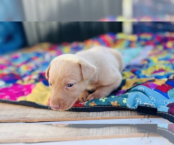 Medium Photo #10 Labrador Retriever Puppy For Sale in LEASBURG, MO, USA