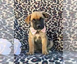 Boerboel Puppy for sale in OXFORD, PA, USA