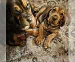 Small Bloodhound