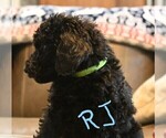 Small Photo #5 Poodle (Standard) Puppy For Sale in SPLENDORA, TX, USA