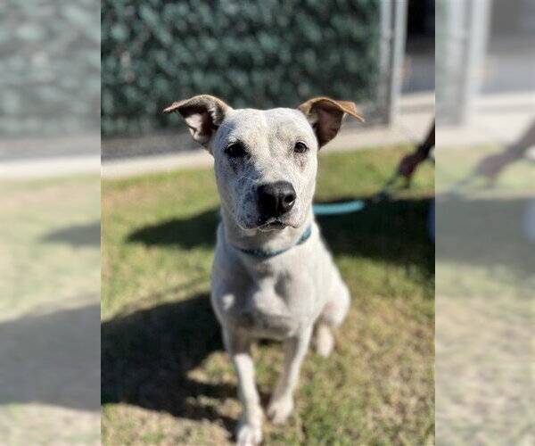 Medium Photo #1 Mutt Puppy For Sale in Corpus Christi, TX, USA