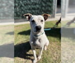 BEAR - Female Mutt Dog for Adoption - Small photo