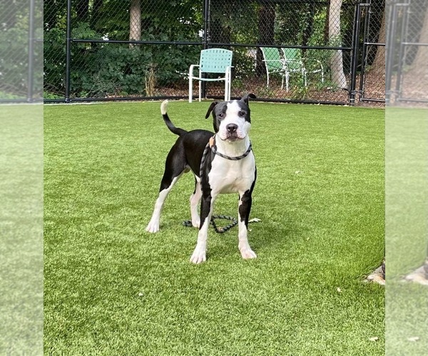 Medium Photo #5 American Staffordshire Terrier-Unknown Mix Puppy For Sale in columbia, SC, USA