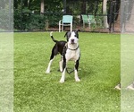 Small #4 American Staffordshire Terrier Mix
