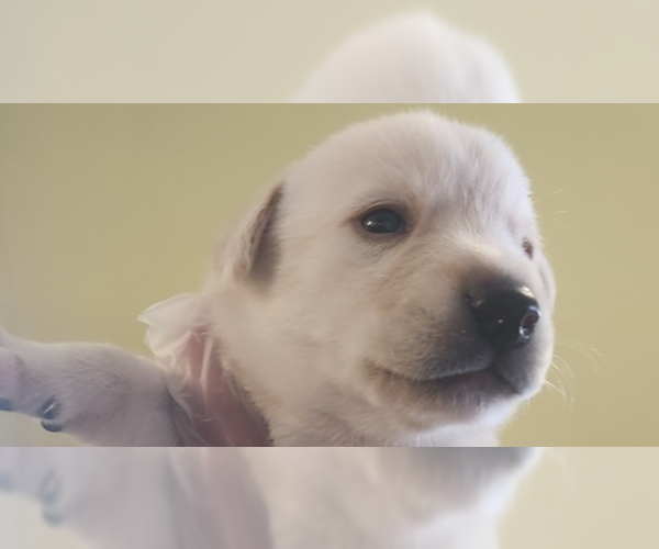 Medium Photo #2 Labsky Puppy For Sale in Evansville, IN, USA