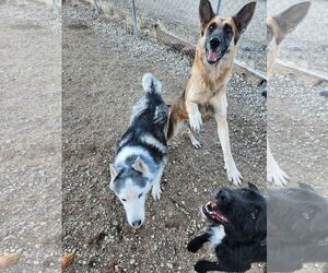 PINE CONE - Female German Shepherd Dog Dog for Adoption - Photo #2