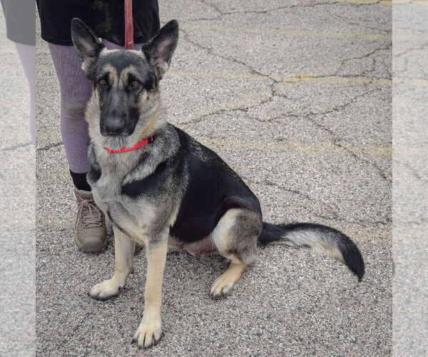 Medium Photo #3 German Shepherd Dog Puppy For Sale in Huntley, IL, USA