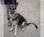 Small #2 German Shepherd Dog