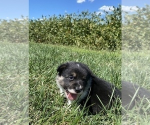 Pembroke Welsh Corgi Puppy for sale in ARTHUR, IL, USA