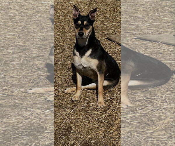 Medium Photo #5 Mutt Puppy For Sale in Germantown, OH, USA