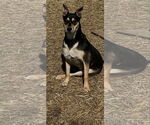 Small #4 Mutt