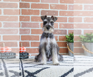 Schnauzer (Miniature) Puppy for sale in SYRACUSE, IN, USA