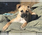 Small #4 Black Mouth Cur-Labrador Retriever Mix