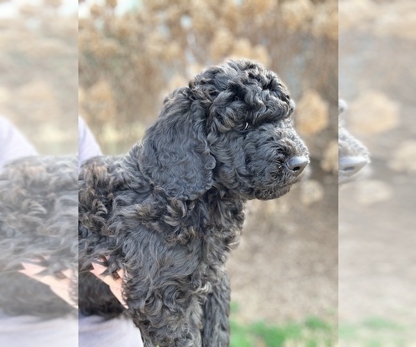 Medium Photo #1 Goldendoodle Puppy For Sale in SNOW CAMP, NC, USA