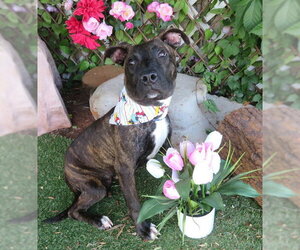 Plott Hound-Unknown Mix Dogs for adoption in Oklahoma City, OK, USA