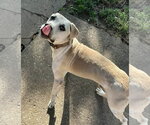 Small #1 Labrador Retriever Mix