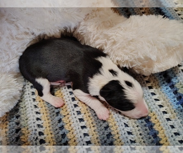 Medium Photo #46 Border Collie Puppy For Sale in NORBORNE, MO, USA