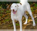 Small Labrador Retriever Mix