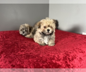 ShihPoo Puppy for sale in DETROIT, MI, USA