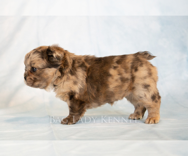 Medium Photo #2 French Bulldog Puppy For Sale in DESERT HOT SPRINGS, CA, USA