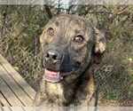 Small #5 Mountain Cur Mix
