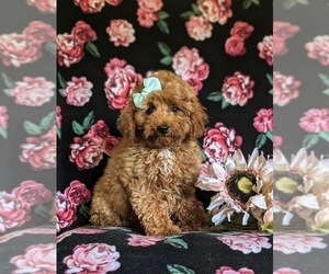 Poodle (Toy) Puppy for sale in HOLTWOOD, PA, USA