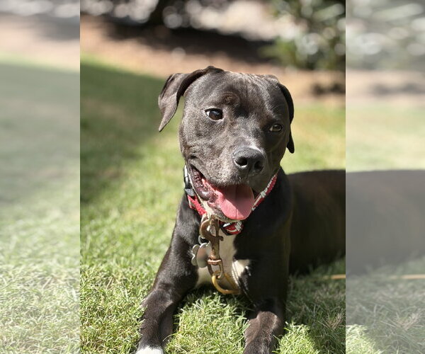 Medium Photo #8 Boxer Puppy For Sale in Holly Springs, NC, USA