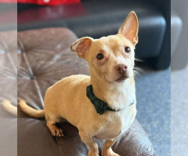 Medium Photo #3 Chiweenie Puppy For Sale in Phoenix, AZ, USA