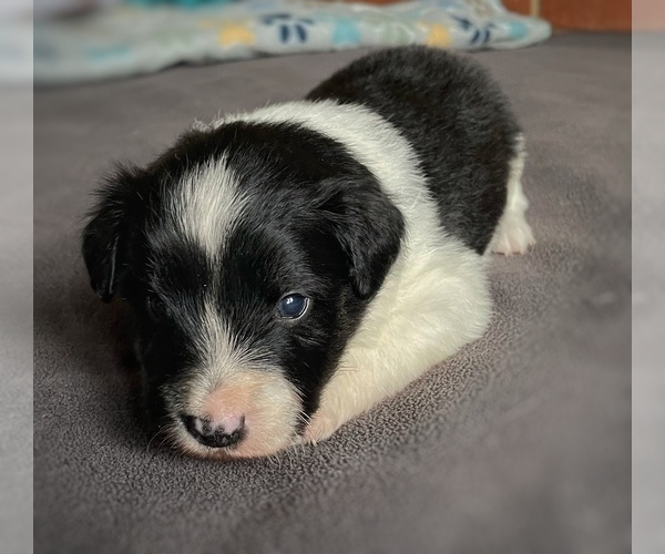 Medium Photo #3 Border Collie-Papillon Mix Puppy For Sale in CULPEPER, VA, USA