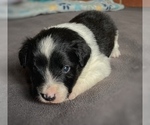 Small #2 Border Collie-Papillon Mix