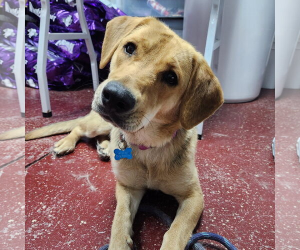 Medium Photo #9 Mutt Puppy For Sale in Fargo, ND, USA