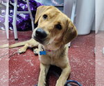 Small #8 Mutt