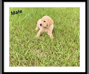 Golden Labrador Puppy for sale in LIVE OAK, FL, USA