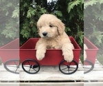 Small Photo #3 Goldendoodle Puppy For Sale in GOSHEN, IN, USA