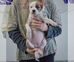 Small #4 American Staffordshire Terrier-Boxer Mix